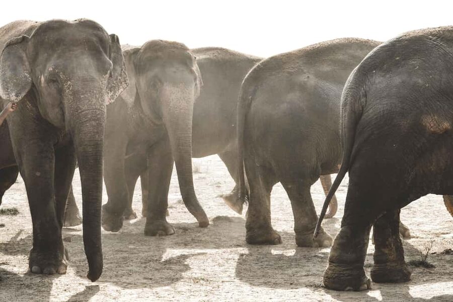 Jaipur: Elefantastic Elephant Sanctuary Tour - The sanctuary visit itself: where the day slows down