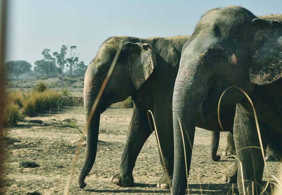Jaipur: Elefantastic Elephant Sanctuary Tour - Meet the elephants you might see: retired, rescued, and calm