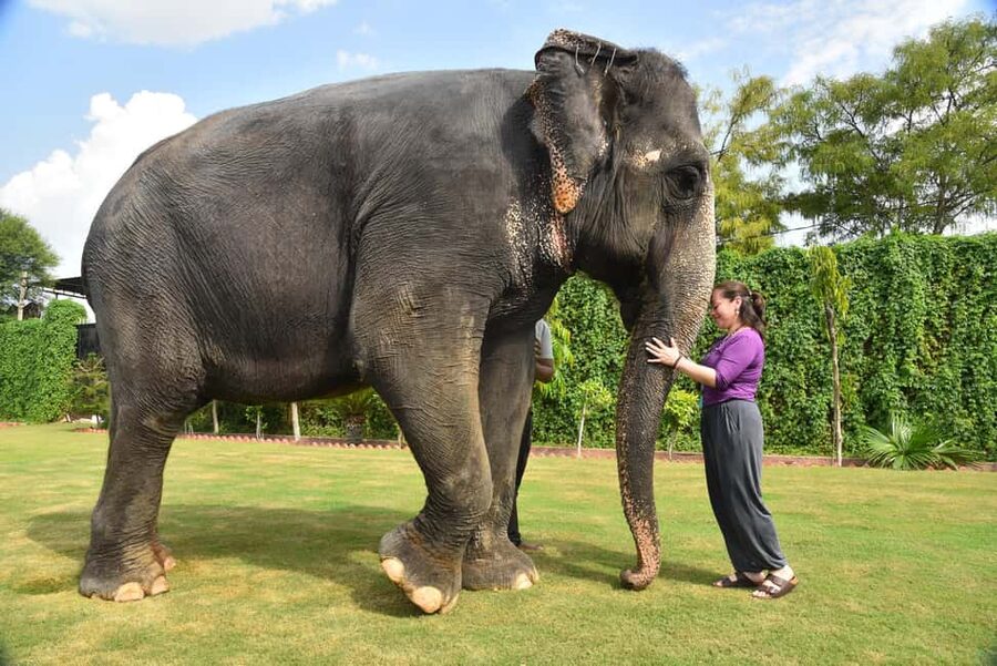 Jaipur Elephant Experience: Bond, Connect, and Learn - Key things to know before you go