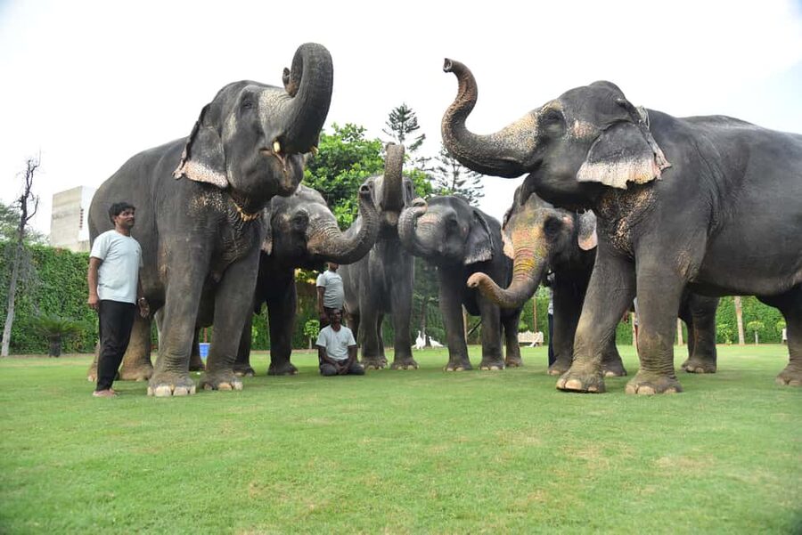 Jaipur Elephant Experience: Bond, Connect, and Learn - Getting picked up in Amer and keeping the day on time