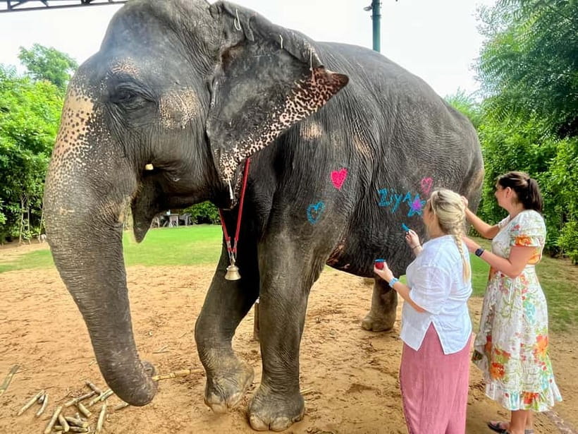 Jaipur: Elephant Interaction Tour - Who this tour suits best (and who should reconsider)