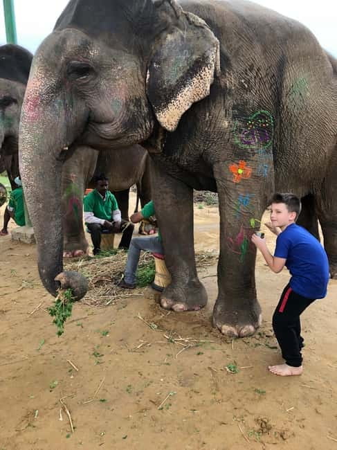 Jaipur: Elephant Interaction Tour - Pickup in Jaipur and how the 4 hours actually play out