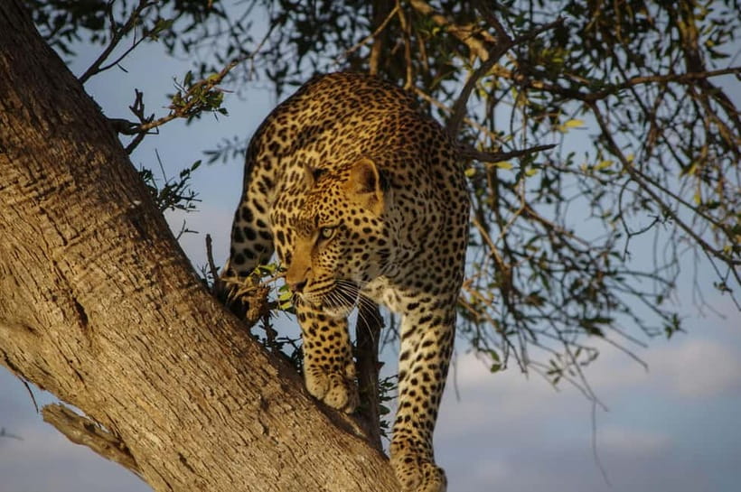 Jaipur: Jhalana Amagarh Leopard Reserve 4×4 Jeep Safari - Key things to know before you go