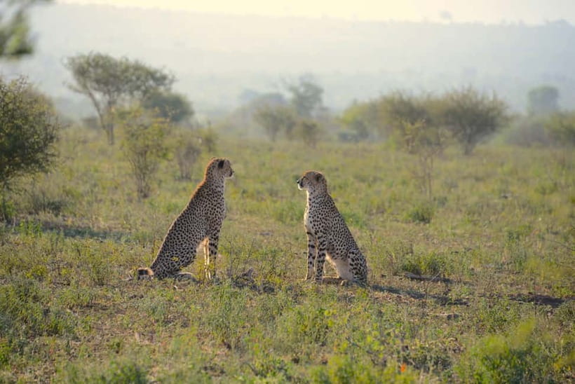 Jaipur: Jhalana Amagarh Leopard Reserve 4×4 Jeep Safari - Inside the safari park: how the 2:15–2:45 jeep hunt works