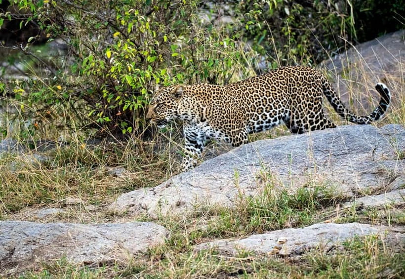 Jaipur: Jhalana Amagarh Leopard Reserve 4×4 Jeep Safari - Optional Elephant Village Park stop: a nice add-on, with one clear limit