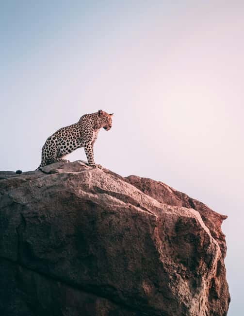 Jaipur: Jhalana Amagarh Leopard Reserve 4×4 Jeep Safari - Getting there smoothly from Jaipur: pickup that saves your morning