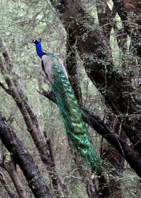 Jaipur: Jhalana Amagarh Leopard Safari Park Guided Tour - Why Jhalana Amagarh feels different from a typical zoo visit