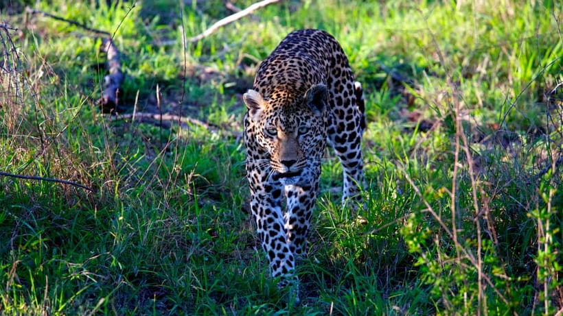 Jaipur: Jhalana Amagarh Leopard Safari Park Guided Tour - The 2.5-hour safari flow: what happens once you arrive
