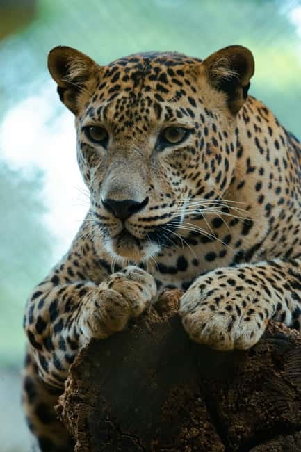 Jaipur: Jhalana Amagarh Leopard Safari Park Guided Tour - Where it runs: Amagarh Leopard Reserve and the Aravalli setting