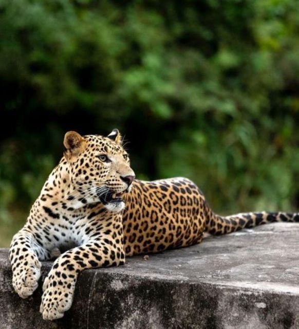 Jaipur: Jhalana/Amagarh leopard safari private tour - Jhalana/Amagarh Safari Park: hunting for big cats near Jaipur