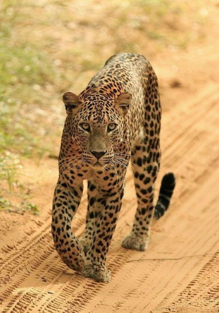 Jaipur: Jhalana/Amagarh leopard safari private tour - The jeep safari: why off-roading matters for spotting wildlife