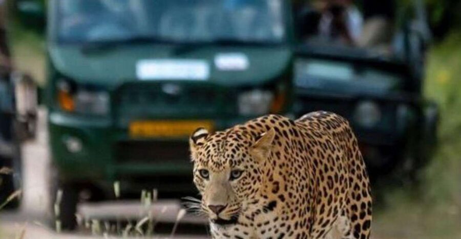 Jaipur: Jhalana/Amagarh leopard safari private tour - Value check: is $84 worth it for a Jaipur leopard safari?
