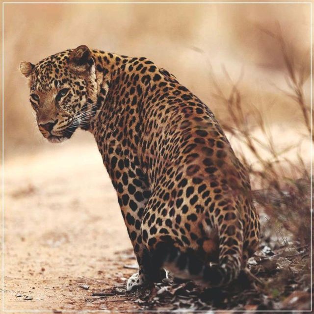 Jaipur: Jhalana/Amagarh leopard safari private tour - Guide and driving quality: what good support looks like