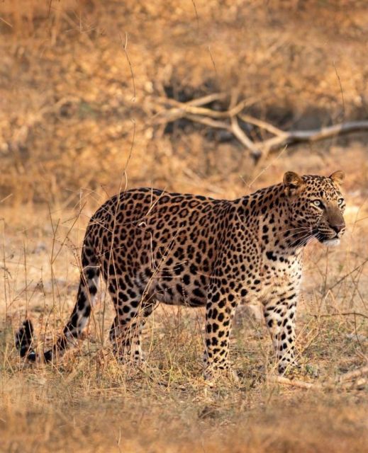 Jaipur: Jhalana/Amagarh leopard safari private tour - How the full tour usually works in 5 hours (pickup, safari, return)