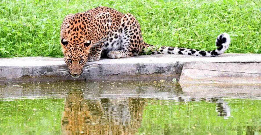 Jaipur: Jhalana/Amargarh Leopard Safari Private Tour - Key highlights worth your attention