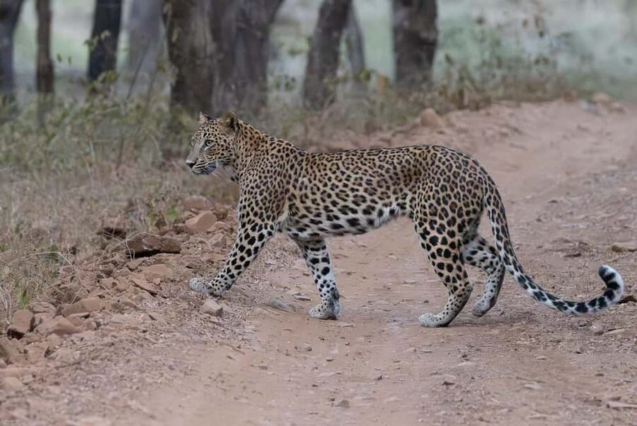 Jaipur: Jhalana/Amargarh Leopard Safari Private Tour - Why Jhalana and Amargarh make sense together in Jaipur