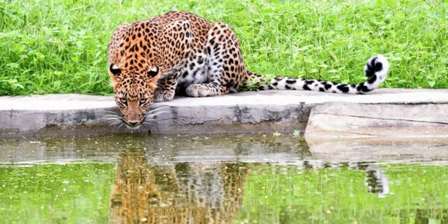 Jaipur: Jhalana/Amargarh Leopard Safari Private Tour - Jhalana Leopard Safari Park: what the 4x4 hunt feels like