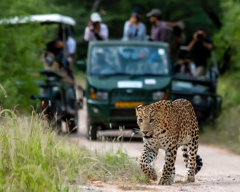 Jaipur: Jhalana/Amargarh Leopard Safari Private Tour - The human part: drivers, guides, and why calm matters
