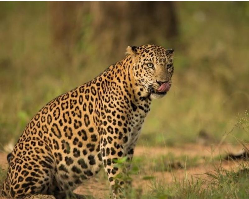 Jaipur: Jhalana/Amargarh Leopard Safari Private Tour - Odds, timing, and what to do if leopards don’t show