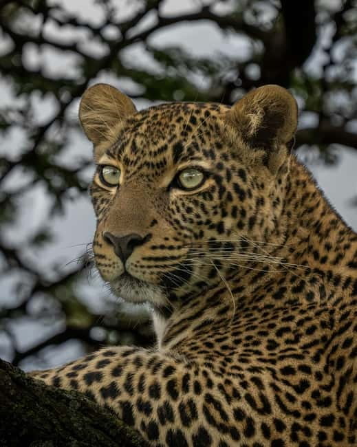 Jaipur: Jhalana leopard safari private tour - Key highlights you’ll actually care about