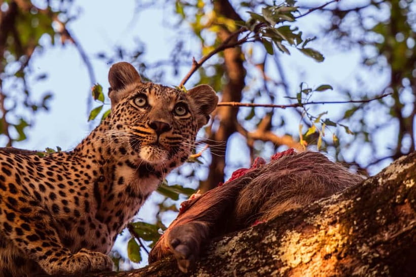 Jaipur: Jhalana leopard safari private tour - Jhalana Safari Park: what you’re really going for