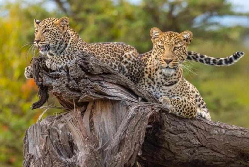 Jaipur: Jhalana leopard safari private tour - On the 4x4 safari: off-roading, scanning, and the patience part