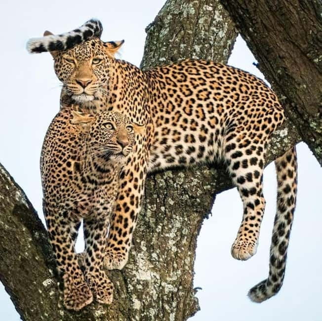 Jaipur: Jhalana leopard safari private tour - What you might see besides leopards