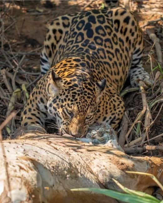 Jaipur: Jhalana leopard safari private tour - The English-speaking guide: why explanations change the day