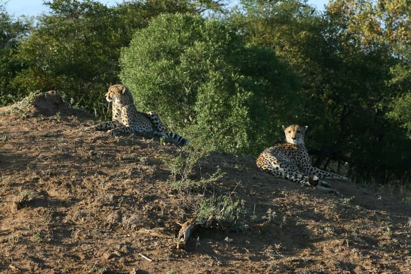 Jaipur: Jhalana leopard safari private tour - Who this tour fits best (and who should skip it)