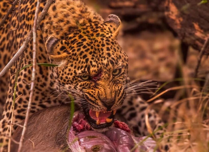 Jaipur: Jhalana leopard safari private tour - Price and value: is $60 a good deal?