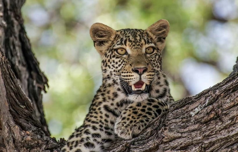 Jaipur: Jhalana leopard safari private tour - Pickup from Jaipur and the ride that sets the tone