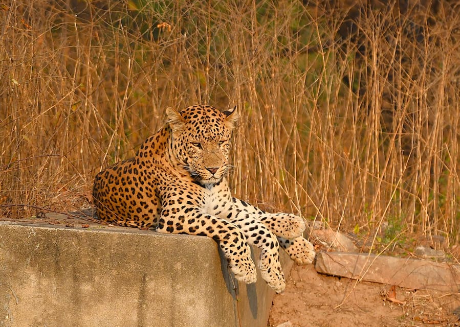 Jaipur: Jhalana Leopard Safari Tour - Jhalana Leopard Reserve: an urban safari with real conservation muscle