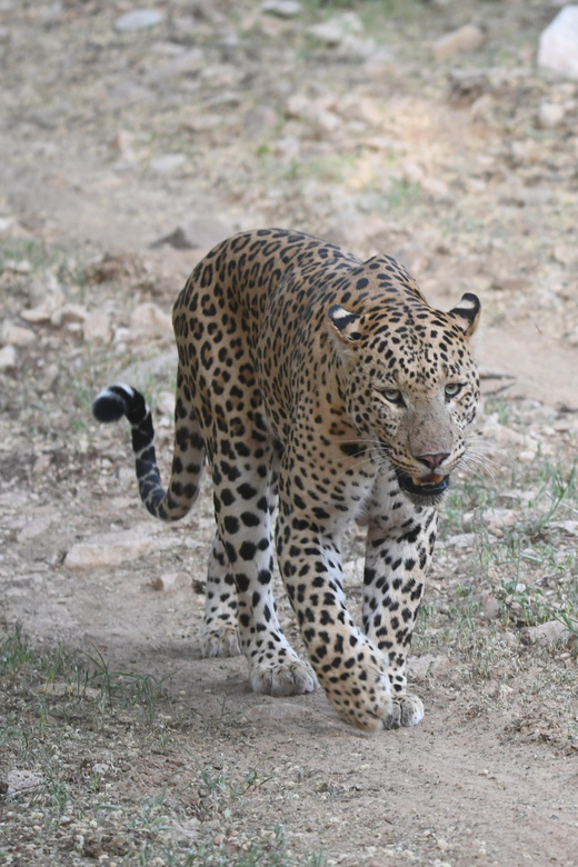 Jaipur: Jhalana Leopard Safari Tour - Conservation at Rajasthan’s project leopard site