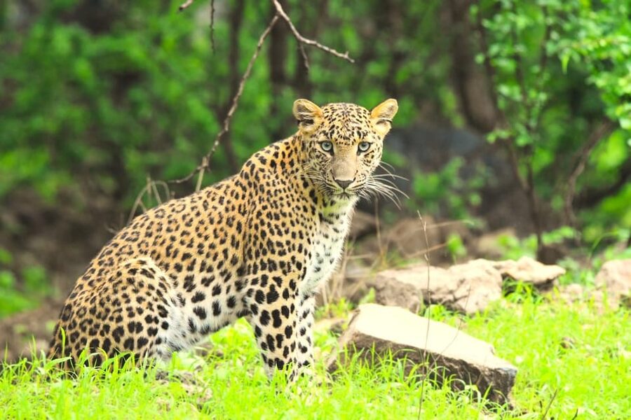 Jaipur: Jhalana Leopard Safari Tour - Price and value: what you’re really paying for at $45
