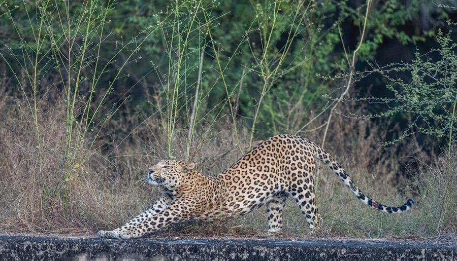 Jaipur: Leopards Safari Tour at Jhalana l Spot Wild Animals - Key Points at a Glance