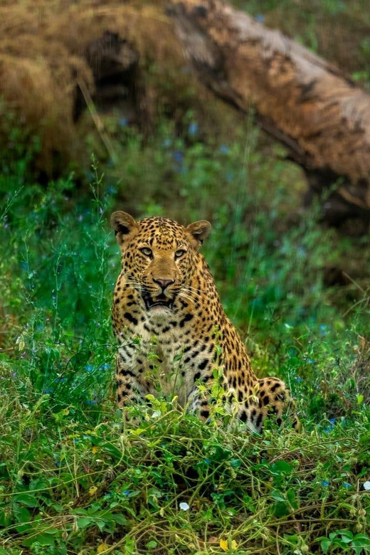 Jaipur: Leopards Safari Tour at Jhalana l Spot Wild Animals - Who This Tour Suits Best (And Who Should Skip)