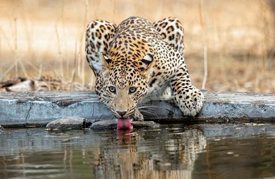 Jaipur: Leopards Safari Tour at Jhalana l Spot Wild Animals - Why Jhalana Leopard Park Works for a Jaipur Safari