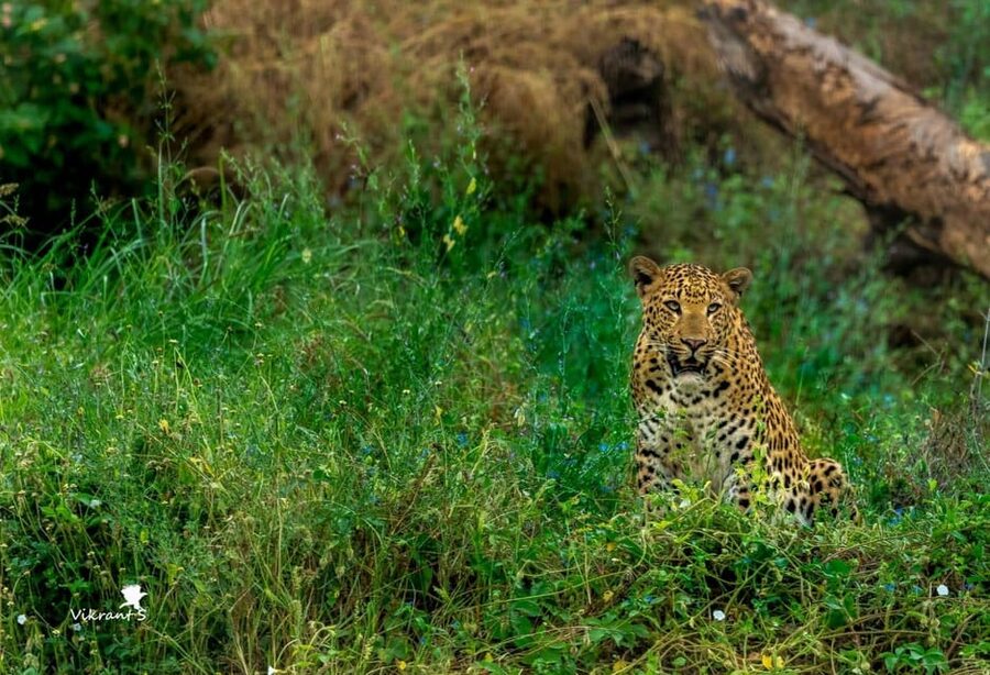 Jaipur: Leopards Safari Tour at Jhalana l Spot Wild Animals - Your Naturalist Guide: More Than Someone Who Points Things Out
