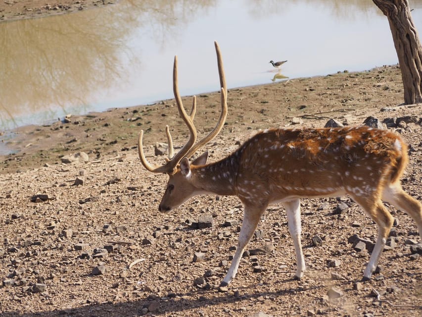 Jaipur: Leopards Safari Tour at Jhalana l Spot Wild Animals - Wildlife You Can Actually Look For (Not Just Hope For)