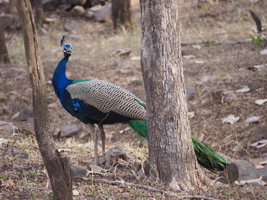 Jaipur: Leopards Safari Tour at Jhalana l Spot Wild Animals - Price and Value: Is This $109 Safari a Good Deal?