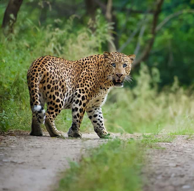 Jaipur: Leopards Safari Tour at Jhalana l Spot Wild Animals - Open Jeep Safari in Jaipur: How the Ride Helps You Spot More