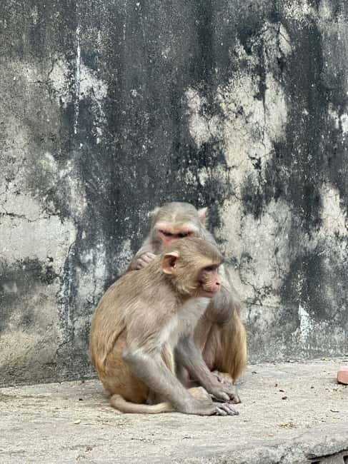Jaipur: Monkey Temple and Sun Temple Guided Tour - Getting there and dressing right for temple steps