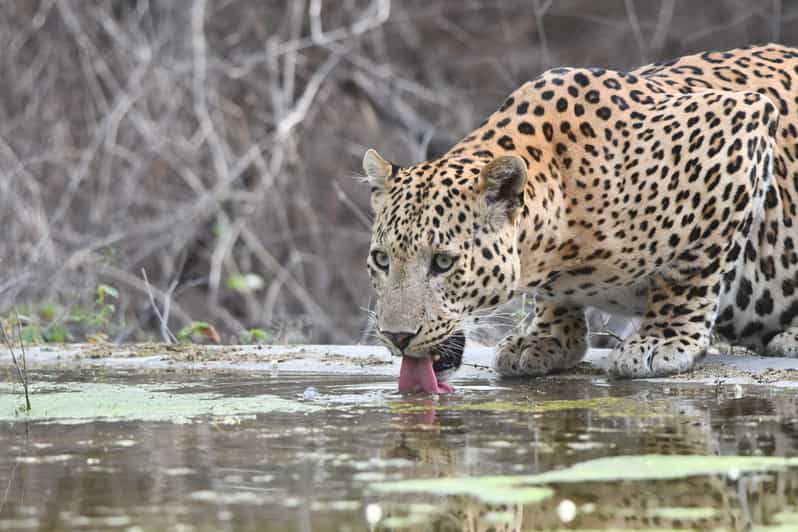 Jaipur: Private Jhalana Leopard Safari Tour - Jhalana Leopard Reserve: why this safari feels different in Jaipur