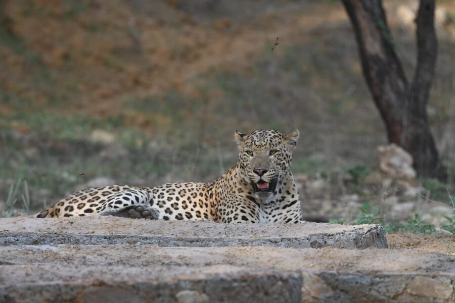 Jaipur: Private Jhalana Leopard Safari Tour - The reserve’s biodiversity numbers: why it’s worth going even without a leopard