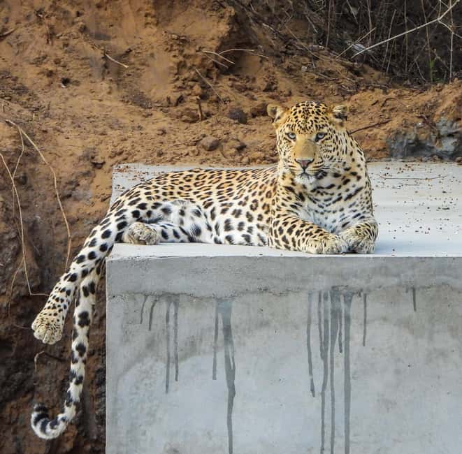 Jaipur: Private Jhalana Leopard Safari Tour - What you might see: leopards, hyenas, desert foxes, and the supporting cast