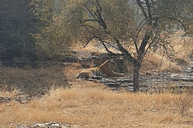 Jaipur Ranthambore Full Day Private Tour - Getting back to Jaipur: drop-off where you need it
