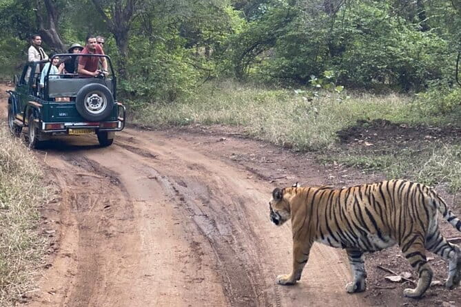 Jaipur Ranthambore Full Day Private Tour - Price and value: how $81.35 makes sense (with one important add-on)