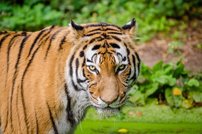 Jaipur Ranthambore Same Day Tour (Ask us on Email before booking) - Getting picked up in Jaipur and staying comfortable on the road