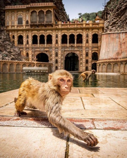 Jaipur sightseeing tour with monkey temple (Galta ji temple) - Why private Jaipur works better than hopping between sights
