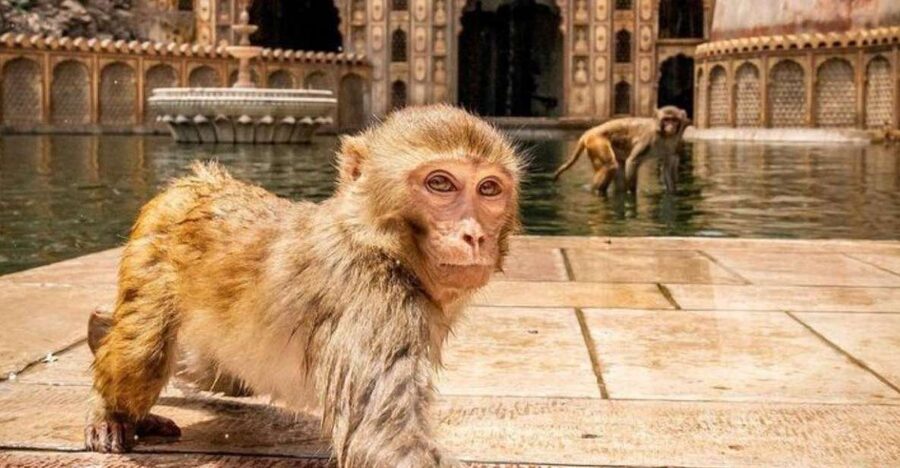 Jaipur sightseeing tour with monkey temple (Galta ji temple) - Amber Fort and Panna Meena ka Kund: the details that make Amer memorable